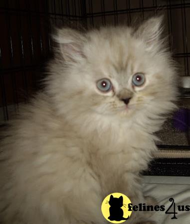 kelleb Picture 1